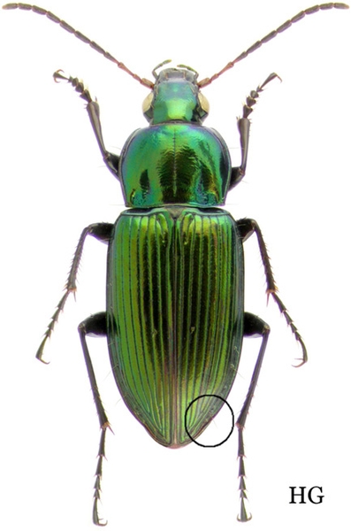 Dorsal view of a bronze-green adult beetle
