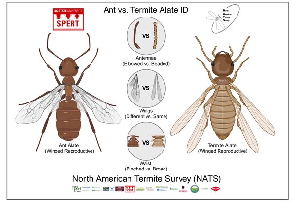 Termite vs. Ant Comparison