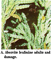 Figure A. Arborvitae leafminer adults and damage.