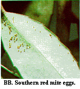 Figure BB. Southern red mite eggs.