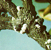 Figure B, photo of azalea bark scales