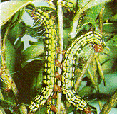 Figure C, photo of azalea caterpillars