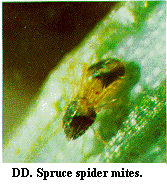Figure DD. Spruce spider mites.