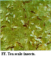 Figure FF. Tea scale insects.
