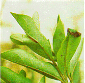 Figure F, photo of azalea leafminer damage to azalea leaves