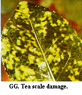 Figure GG. Tea scale damage.