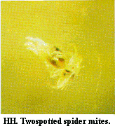 Figure HH. Twospotted spider mites.