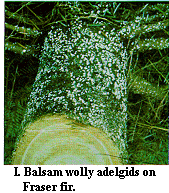 Figure I. Balsam woolly adelgids on Fraser fir.