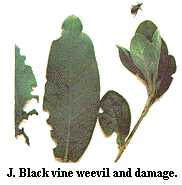 Figure J. Black vine weevil and damage.