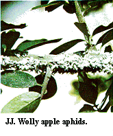 Figure JJ. Woolly apple aphids.
