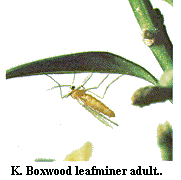 Figure K. Boxwood leafminer adult.