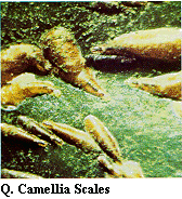 Figure Q. Camellia scales.
