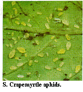 Figure S. Crapemyrtle aphids.