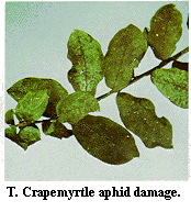Figure T. Crapemyrtle aphid damage.