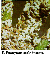 Figure U. Euonymus scale insects.