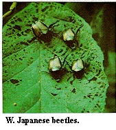 Figure W. Japanese beetles.