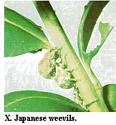 Figure X. Japanese weevils.