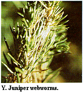 Figure Y. Juniper webworms.