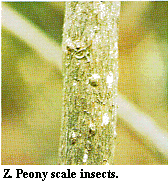 Figure Z. Peony scale insects.