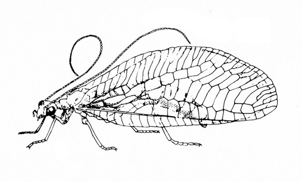 Side view of lacewing with wings back over body with many cells that suggest transparent lace. Five-segmented tarsi depicted on legs. Black and white art.