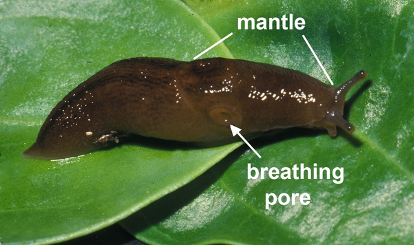 Dark brown slug with foot adhered to green leaf. White arrow points to breathing pore on right side. Two white lines point to mantle atop front of body.