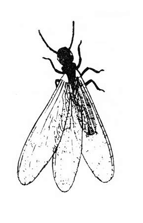 Termite in top view. Ant-like body with 4 nearly identical wings. Left wings spread. Right wings overlapping over back, appearing as one. Black and white art.