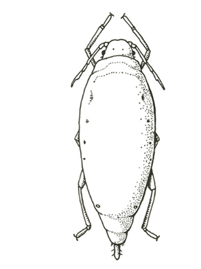 Top view of teardrop-shaped aphid. Back and front legs visible, plus two antennae. Stubby tailpipe-like cauda at pointed rear. Black and white art.