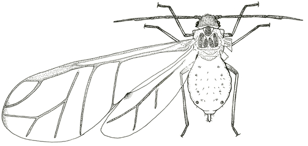 Top view of pear-shaped body with two long, slender, transparent wings depicted on left side only. Six legs and pair of antennae visible. Black and white art.
