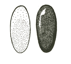 Side-by-side oval eggs of same size. White egg on left. Older dark egg on right. Black and white art.