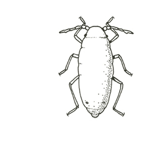 Top view of oval-shaped nymph, three pairs of legs near head and midsection, and antenna at either side of head. Black and white art.