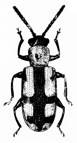 Top view. Folded wing covers shaded dark with light-colored blocks on each. Two pairs of legs on elongate body and a pair behind wide head. Black and white art.