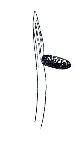 Dark, elliptical egg stuck perpendicularly near tip of tiny asparagus stem. Black and white art.