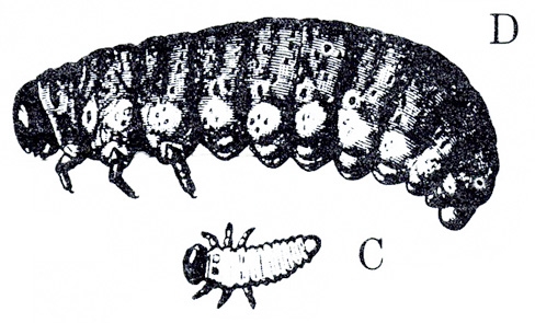 At top, side of dark-shaded grub with humpback. Light circles along edges of segments. Below, top view of very tiny, slender larva with six spindly legs.