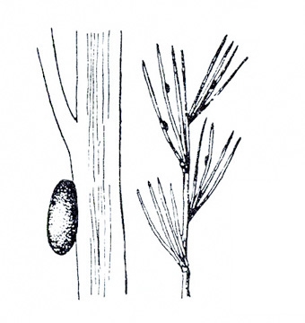 Piece of asparagus stem with side of elliptical egg flush against it. At right, a spray of fernlike leaves with eggs as tiny dark dots. Black and white art.