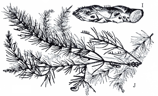 Top right, asparagus spear with dark pockmarks and a few eggs. Bottom, fernlike frond with mature beetles, grubs, and eggs present. Black and white art.