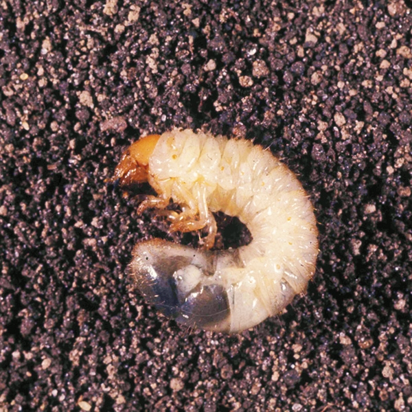 Curled, plump, whitish-yellow grub lying on its side on top of soil. Shows dark-yellow, small head.