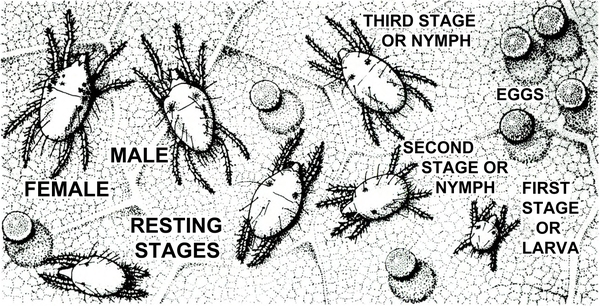 Female and male mites, resting stages, first stage (larva), second stage (nymph), third stage (nymph), and several eggs. Black and white composite drawing.