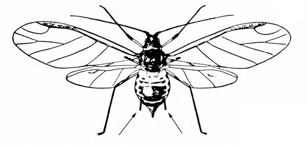 Top view of aphid with both pairs of transparent, veined, slender wings spread. Arrows pointing to short cornicles flanking the pointed cauda. Black and white art.