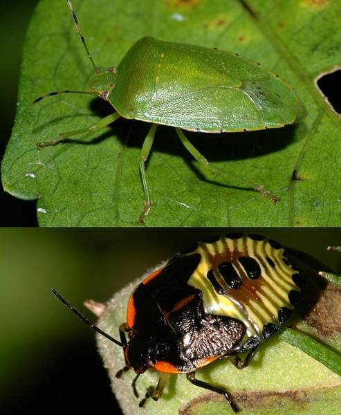 Adult with solid-green, shield-shaped wings and green legs on leaf of same color, at top. Bottom of image shows nymph with red, black, and bright-yellow colors.