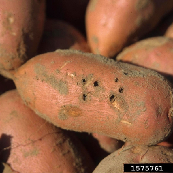 Close-up of orange sweetpotato on top of pile with several BB-sized holes in skin.