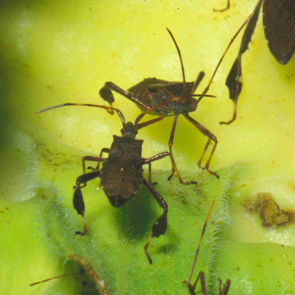 Close-up of two dark-brown leaffooted bugs at center of light green leaf. Other bugs partially cropped from photo.