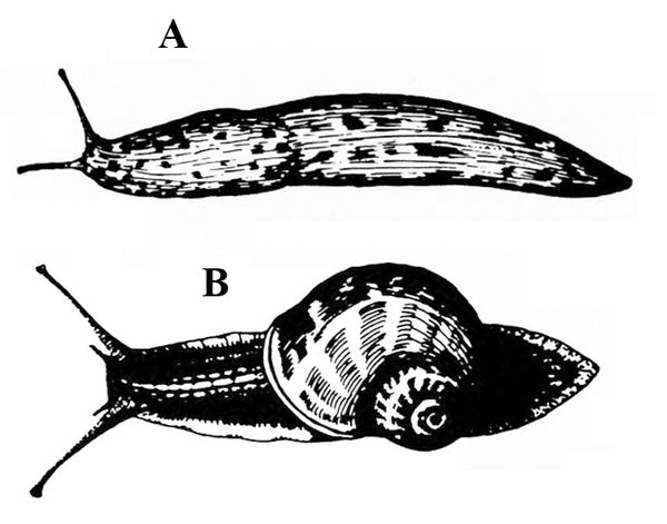 Slug A, at top, is slipper-shaped with dark spots on body. Snail B, below, has flatter body and helical shell on middle of back. Black and white art.