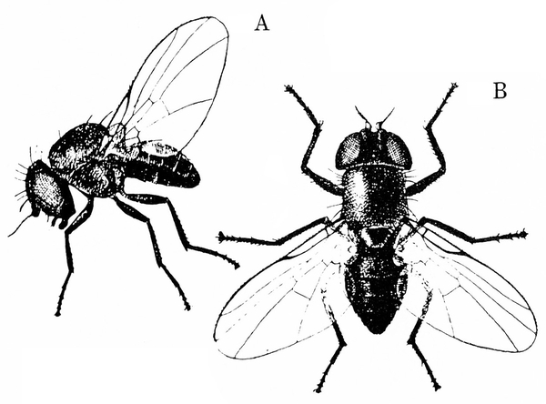 At left, side view shows long legs, rounded head and thorax. Transparent, slender wing held upright. At right, top view with wings spread. Black and white art.