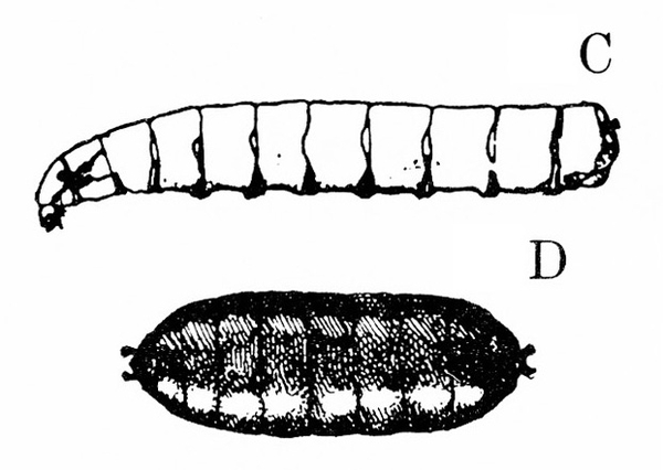 At top, slender, segmented, legless maggot, tapering near head. Below, dark-shaded, segmented sausage-shaped puparium. Black and white art.