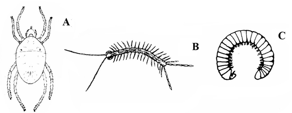Mite, on left, has four long, segmented legs. Centipede, at center, has more than two dozen legs. Millipede, at right, curled with many short legs under body.