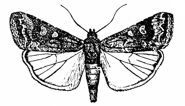 Top view. Spread, dark forewings with swirls, lines, and spots. Light hind wings have dark veins and white border. Tapered abdomen. Black and white art.
