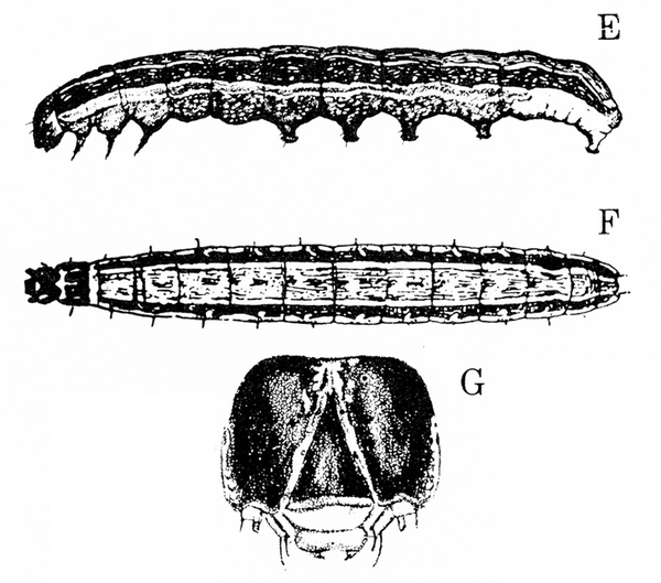 Illustrations by J.R. Baker, NC State (E), USDA (F), and Ponglerd Kooaroon (G).