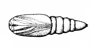 Pupa with face, antennae, legs, and wing pads closely appressed to body, covering left half. Right half of image shows segmented, pointed abdomen.