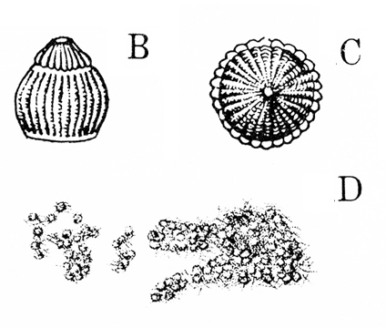 Side view of egg at upper left. Top view of egg at upper right. Grain-like cluster of eggs at bottom. Black and white art.