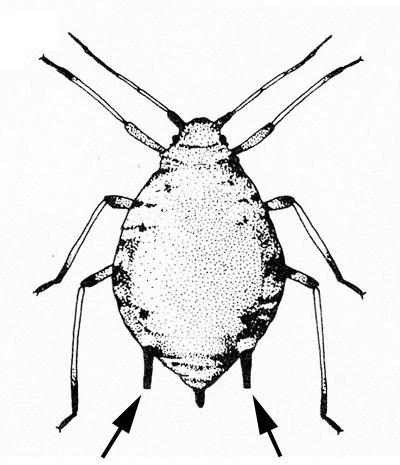 Six-legged, oval insect with black eye spots and antennae near front. A cornicle to each side of the cauda indicated by arrows at the rear. Black and white art.